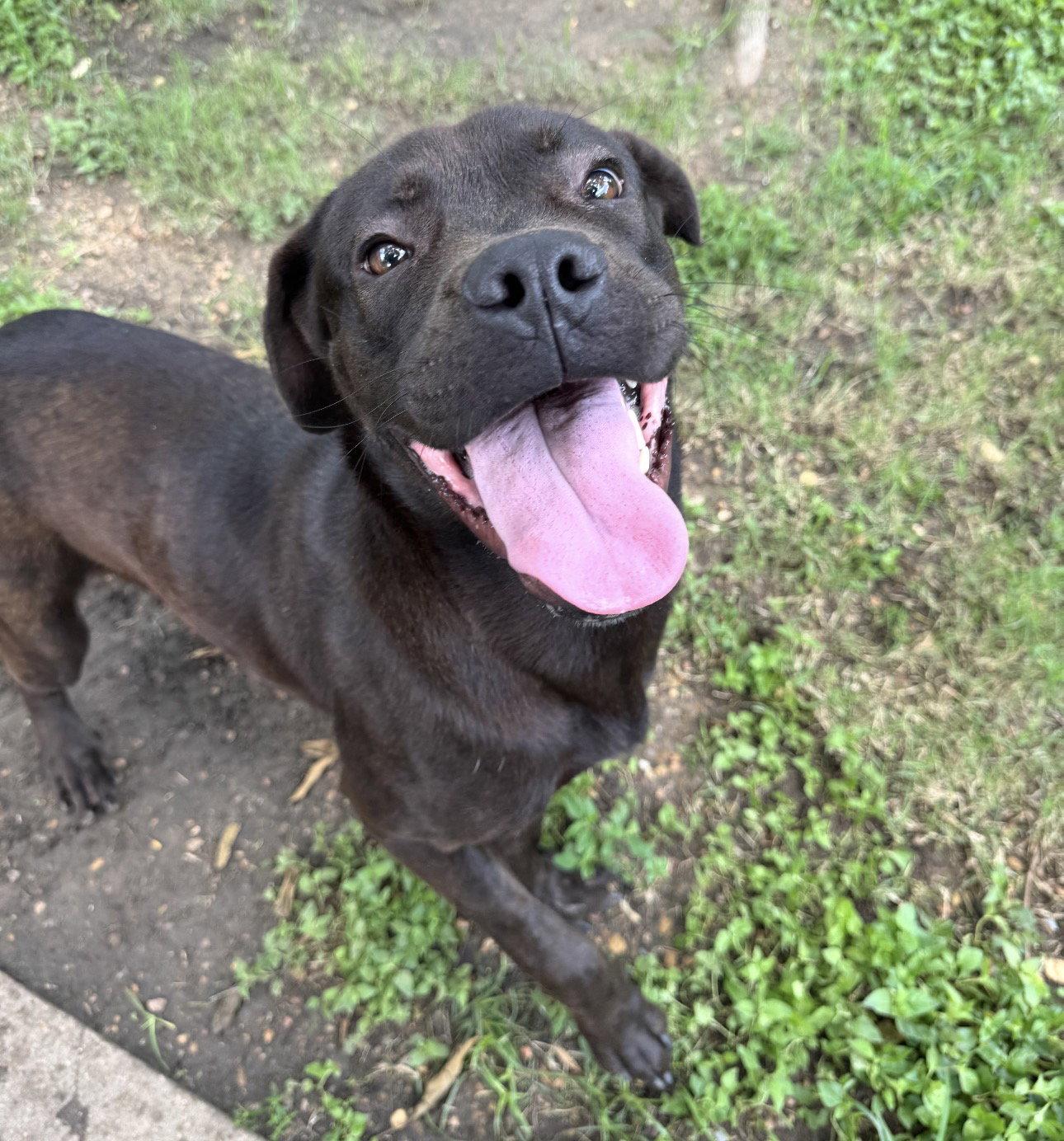 Jonas, a Adopted mixed breed in Houston, TX image 2/3