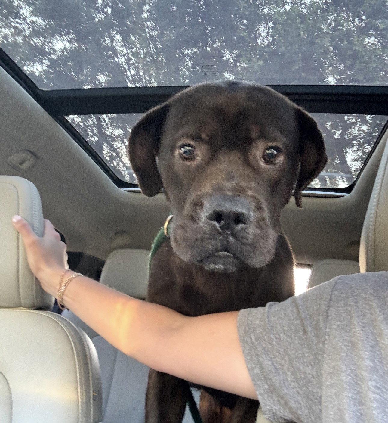 Jonas, a Adopted mixed breed in Houston, TX image 3/3