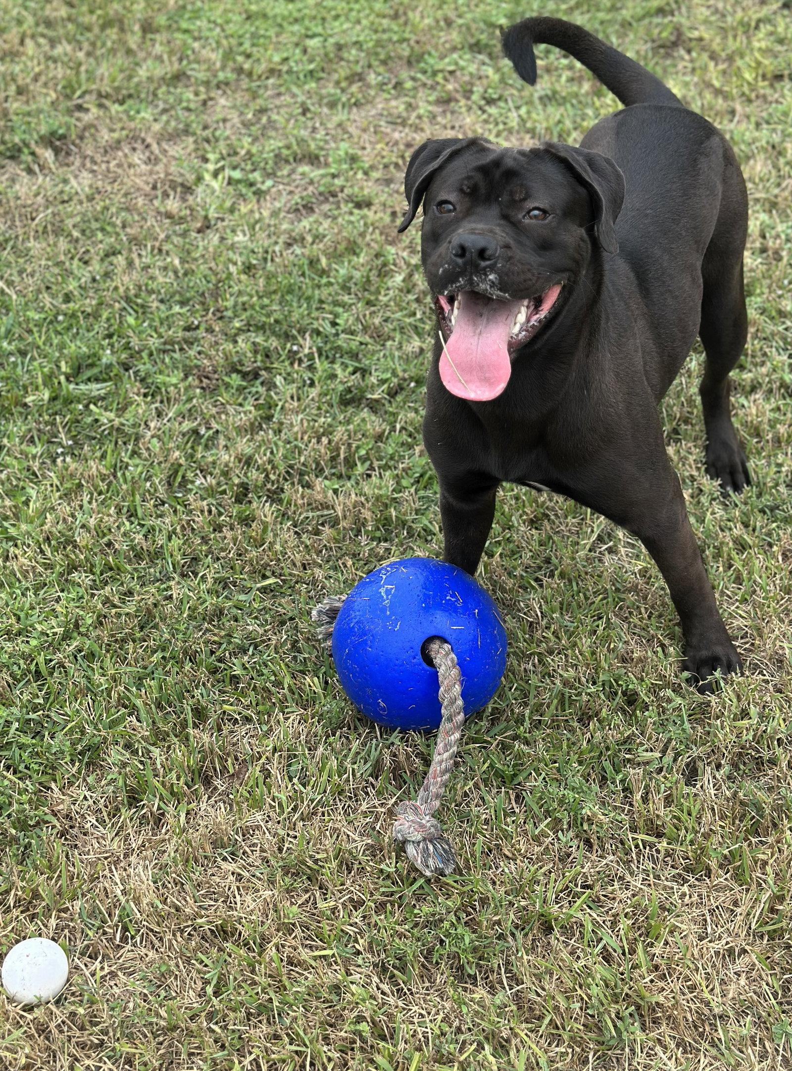 Enlarge Jonas, a Adopted mixed breed in Houston, TX image 3/3