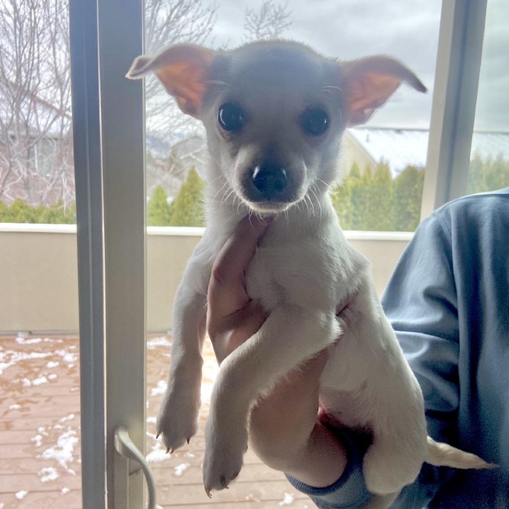 Marley, a Adoptable mixed breed in Cashmere, WA image 1/2