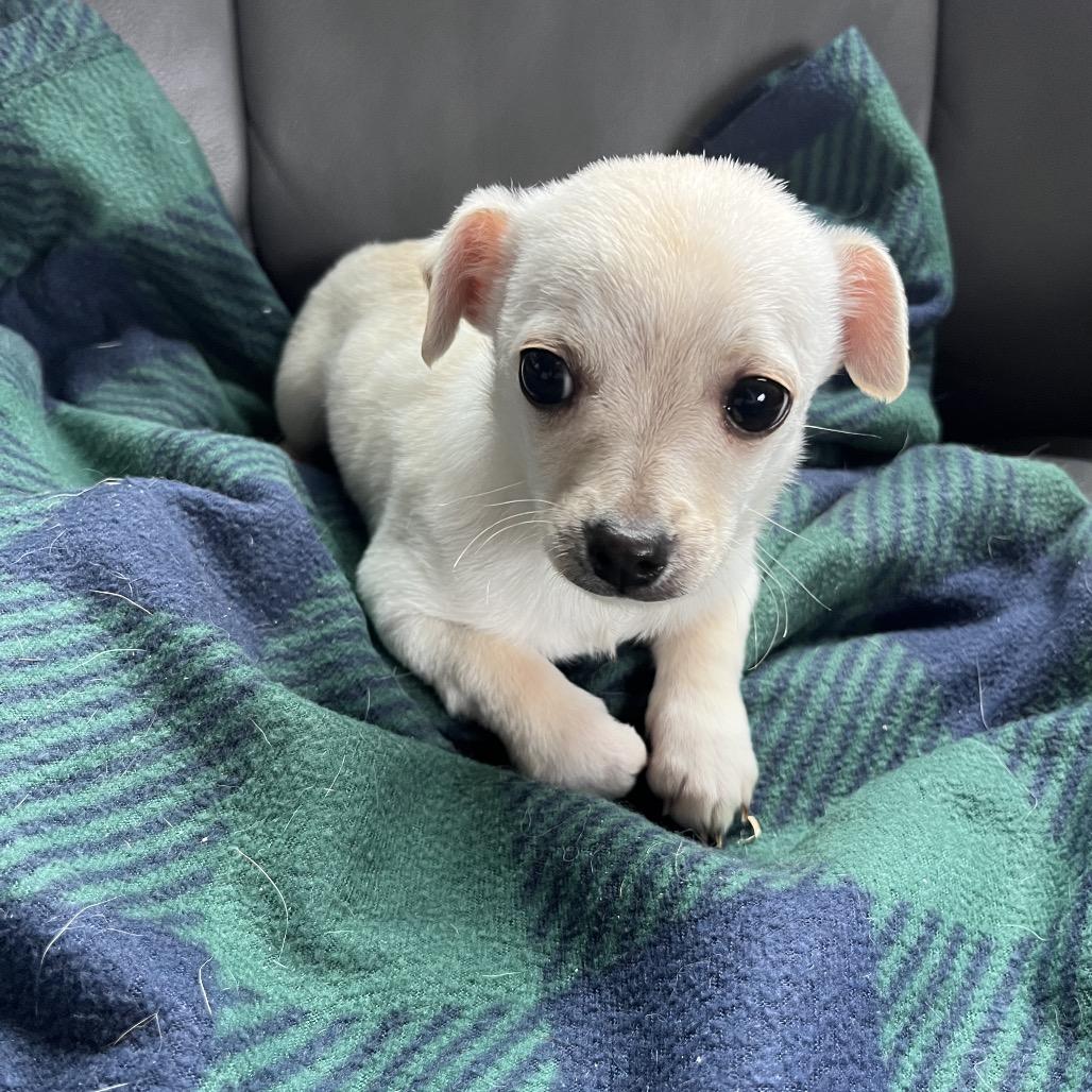 Marley, a Adoptable mixed breed in Cashmere, WA image 2/2