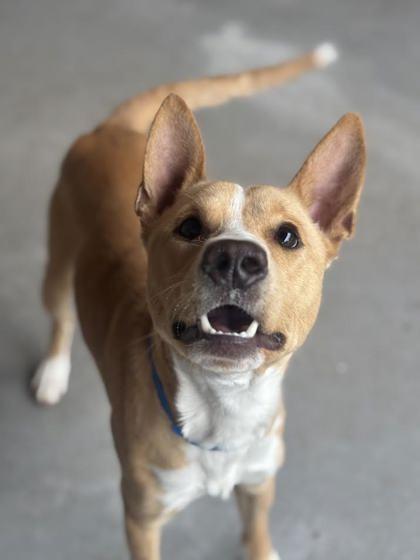 Basenji (156047)