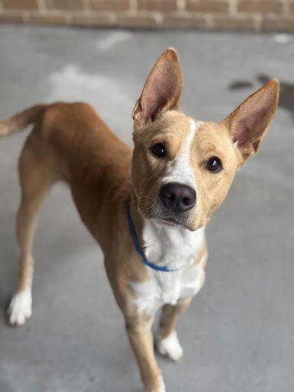 Basenji (156047)