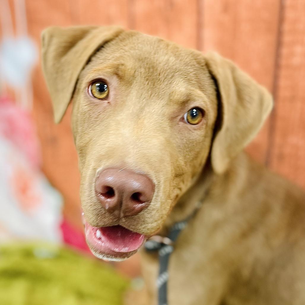 Enlarge Dug, a Adoptable Labrador Retriever in Lebanon, MO image 1/4