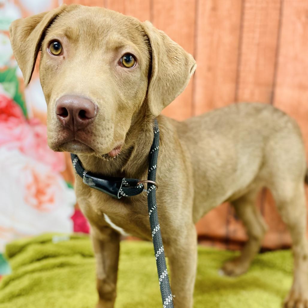Enlarge Dug, a Adoptable Labrador Retriever in Lebanon, MO image 2/4
