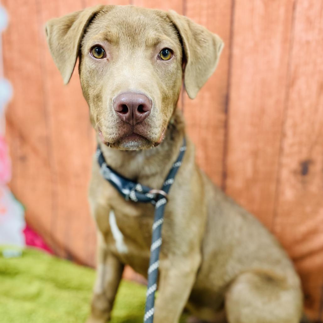 Enlarge Dug, a Adoptable Labrador Retriever in Lebanon, MO image 3/4