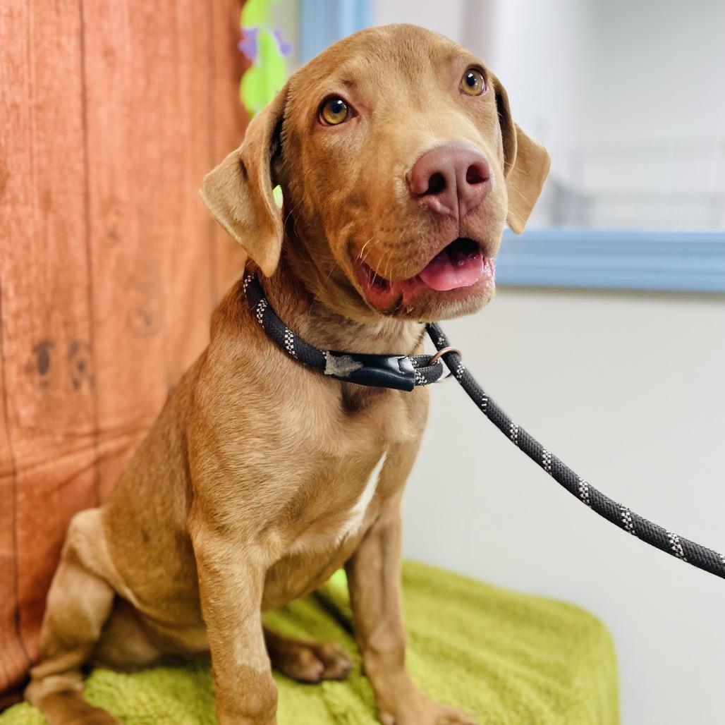 Enlarge Dug, a Adoptable Labrador Retriever in Lebanon, MO image 4/4