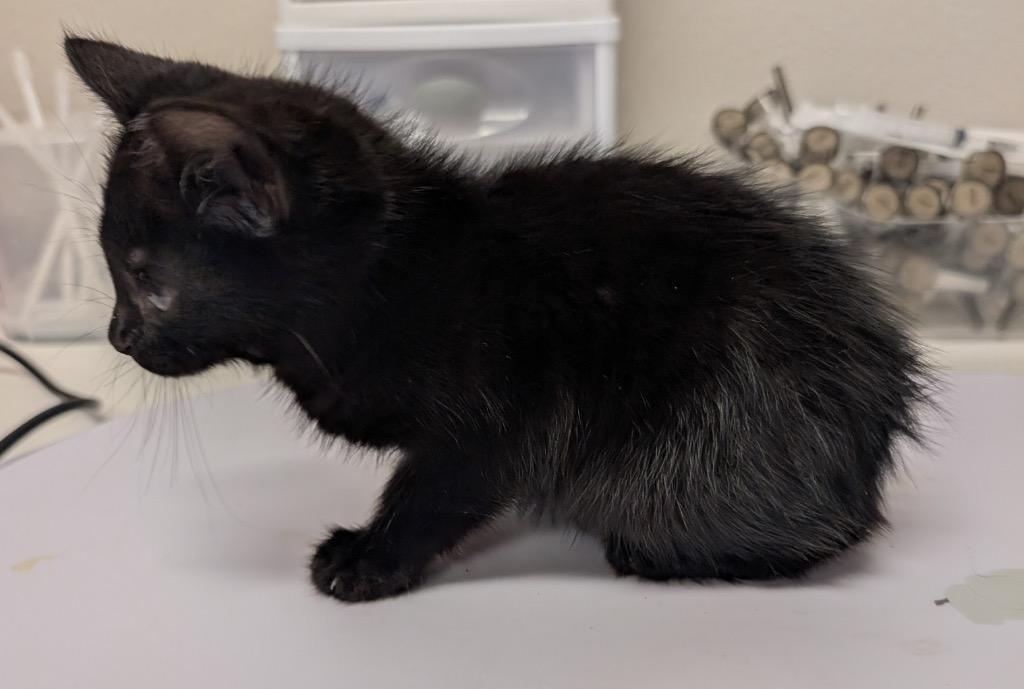 Bianca, Adoptable, Kitten Female Domestic Medium Hair.