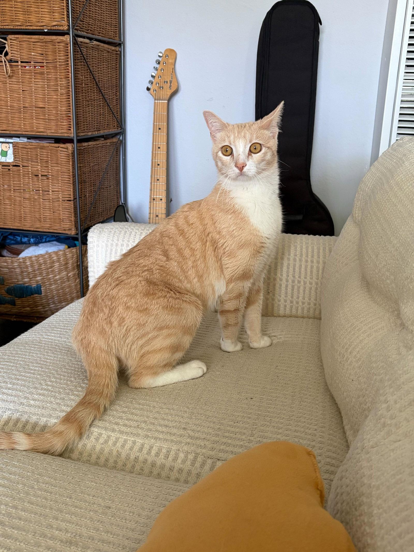 Strudel, Adoptable, Adult Male Domestic Short Hair.