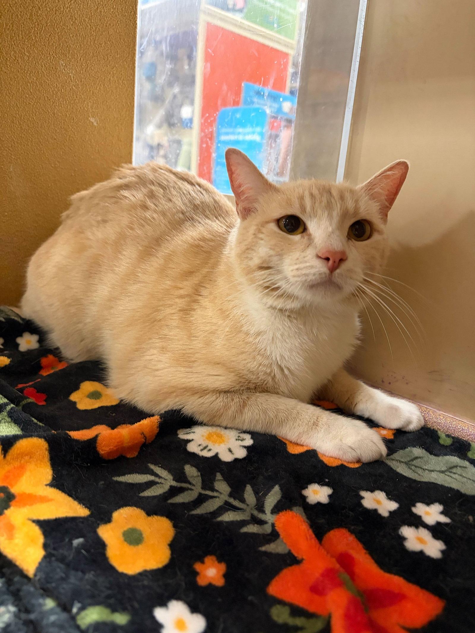 Enlarge Strudel, a Adoptable Domestic Short Hair in Riverside, CA image 2/3