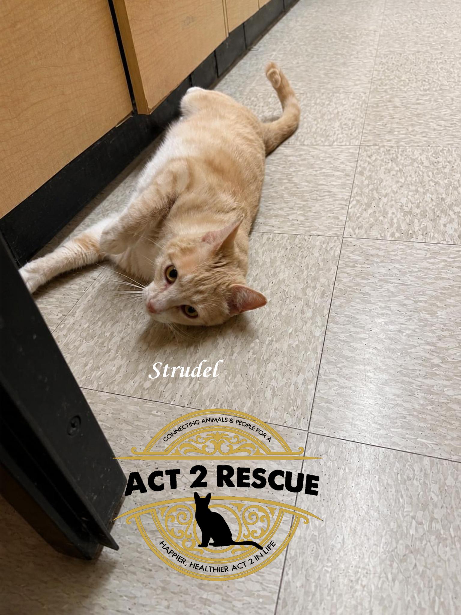 Enlarge Strudel, a Adoptable Domestic Short Hair in Riverside, CA image 3/3