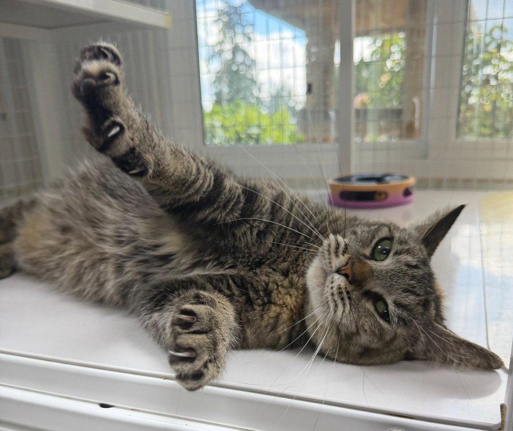 Samantha, Adoptable, Adult Female Domestic Short Hair.