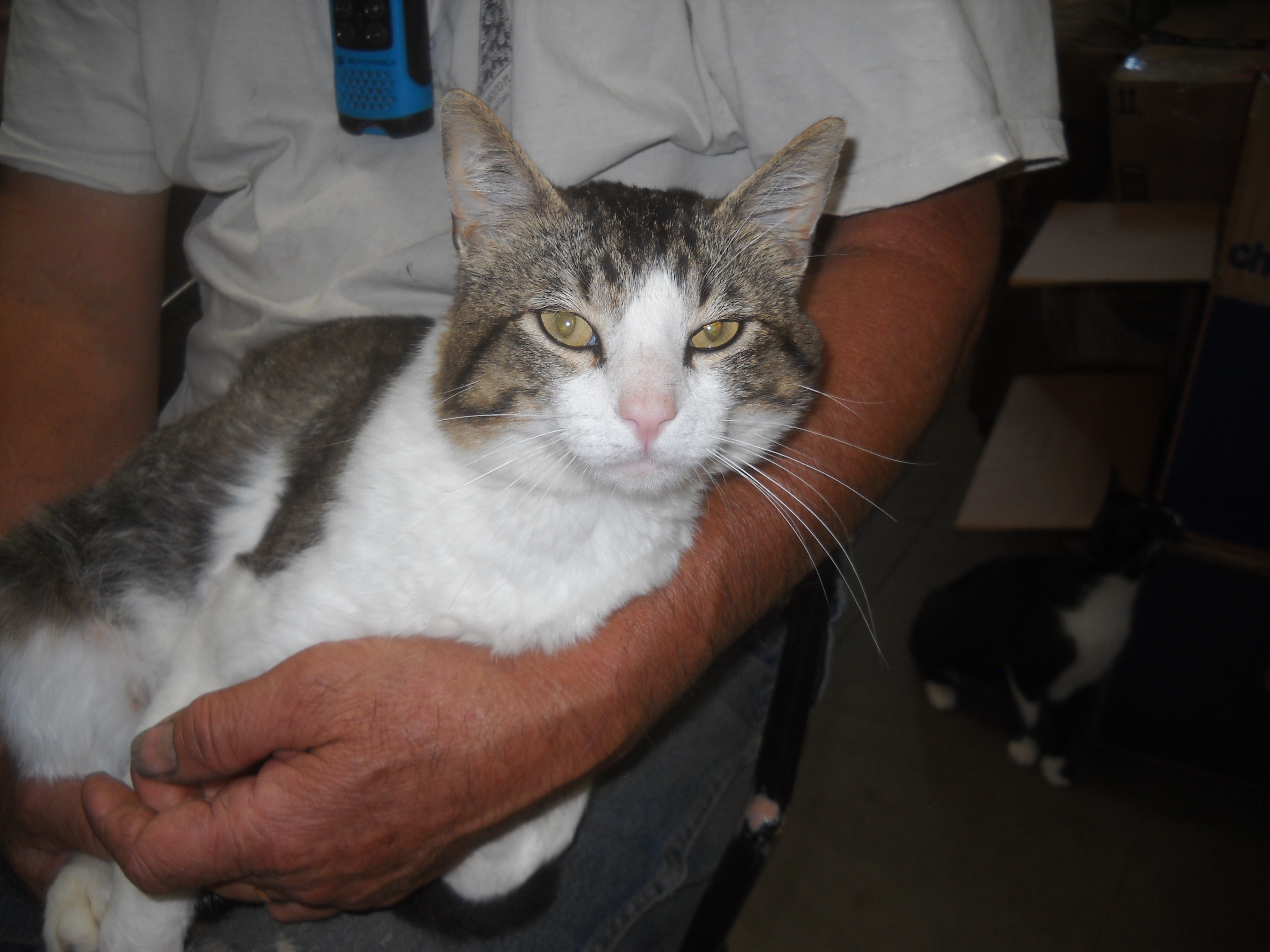 Stripes   --  Oakhurst, CA, Adoptable, Adult Male Domestic Short Hair.