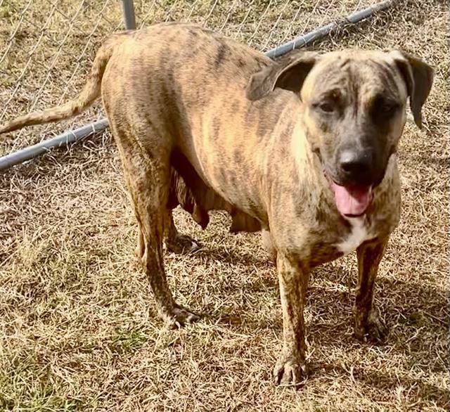 Enlarge HONEY, a Adoptable mixed breed in Brunswick, GA image 1/2