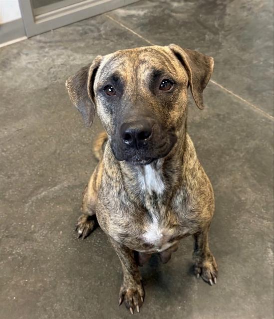 HONEY, Adoptable, Adult Female Plott Hound & Mixed Breed.