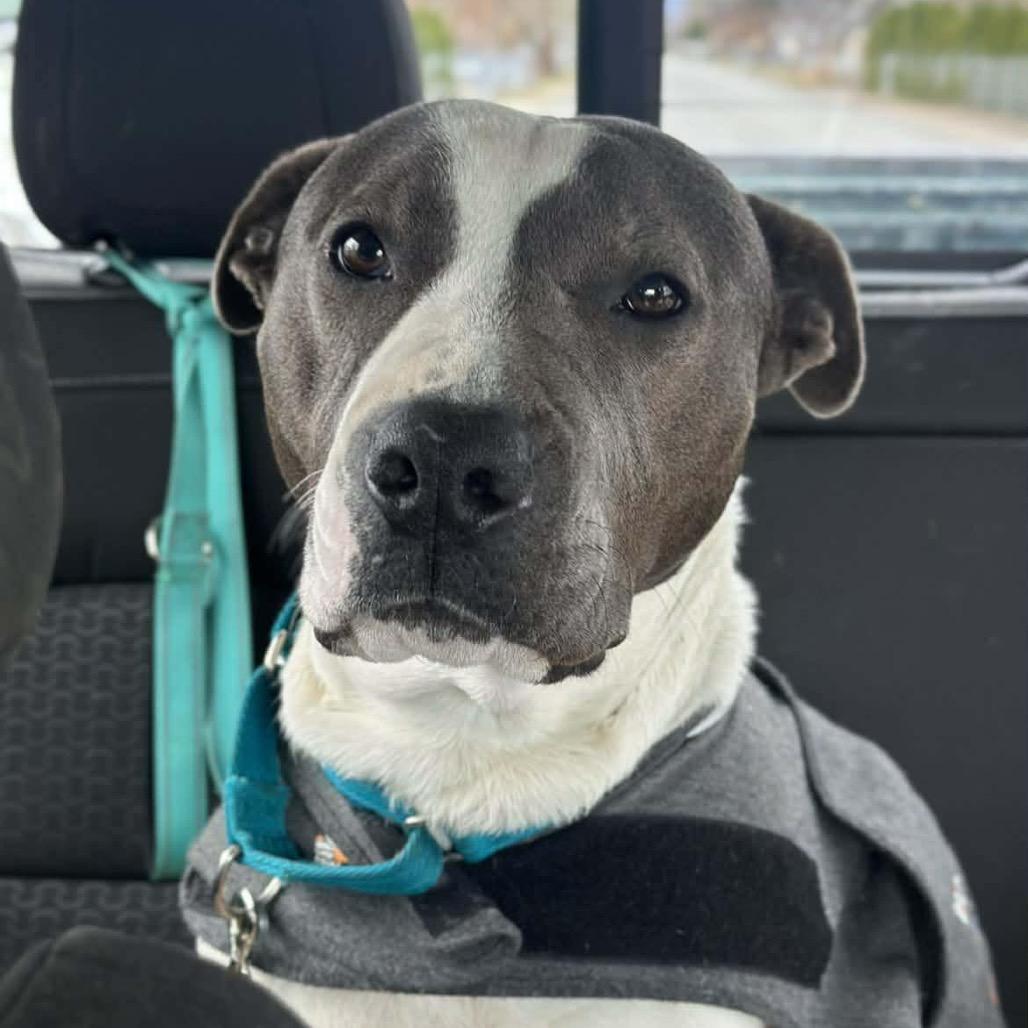 Enlarge Kassandra, a Adoptable Pit Bull Terrier in Bend, OR image 1/6