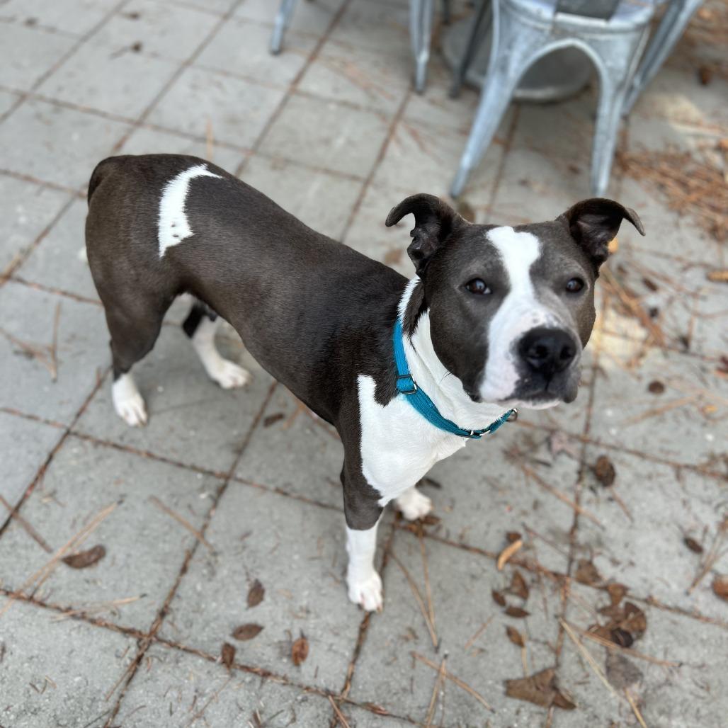 Enlarge Kassandra, a Adoptable Pit Bull Terrier in Bend, OR image 2/6
