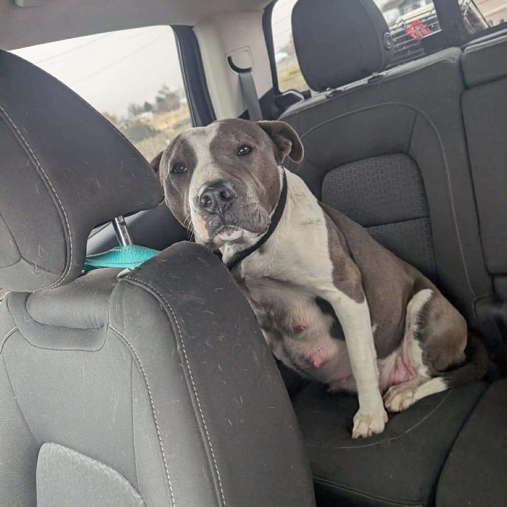 Enlarge Kassandra, a Adoptable Pit Bull Terrier in Bend, OR image 4/6