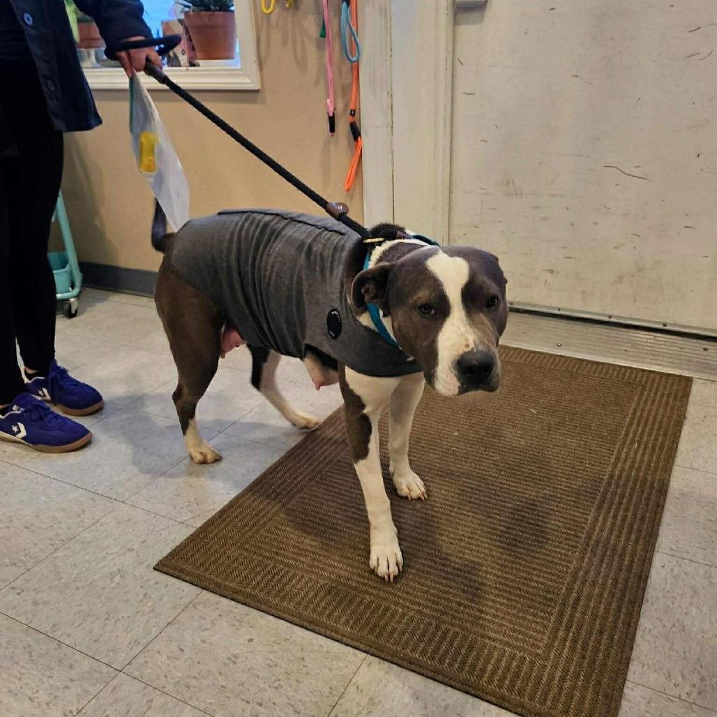 Enlarge Kassandra, a Adoptable Pit Bull Terrier in Bend, OR image 5/6