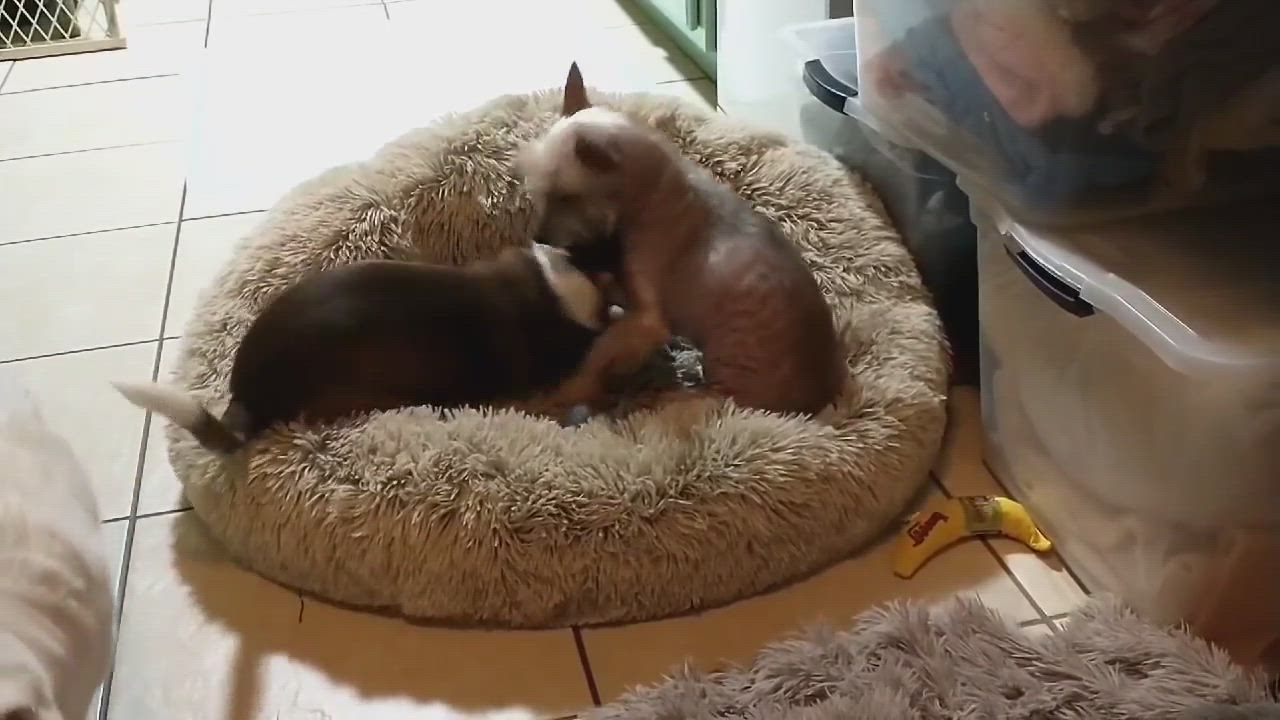 Enlarge Gracie & Squirt (BONDED PAIR), a Adopted mixed breed in Hayesville, NC video 6/11