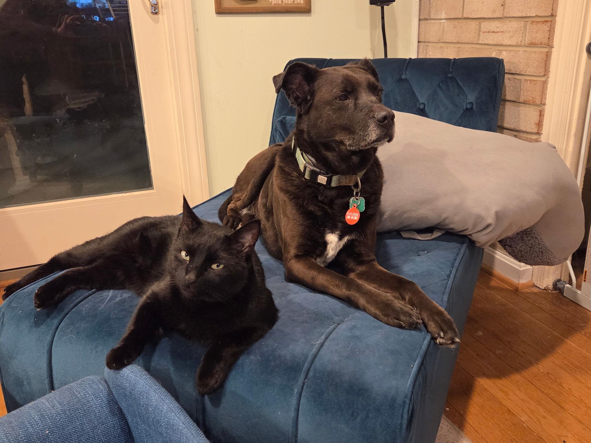 Enlarge Sonny, a ADOPTABLE Labrador Retriever in POTOMAC, MD image 6/6