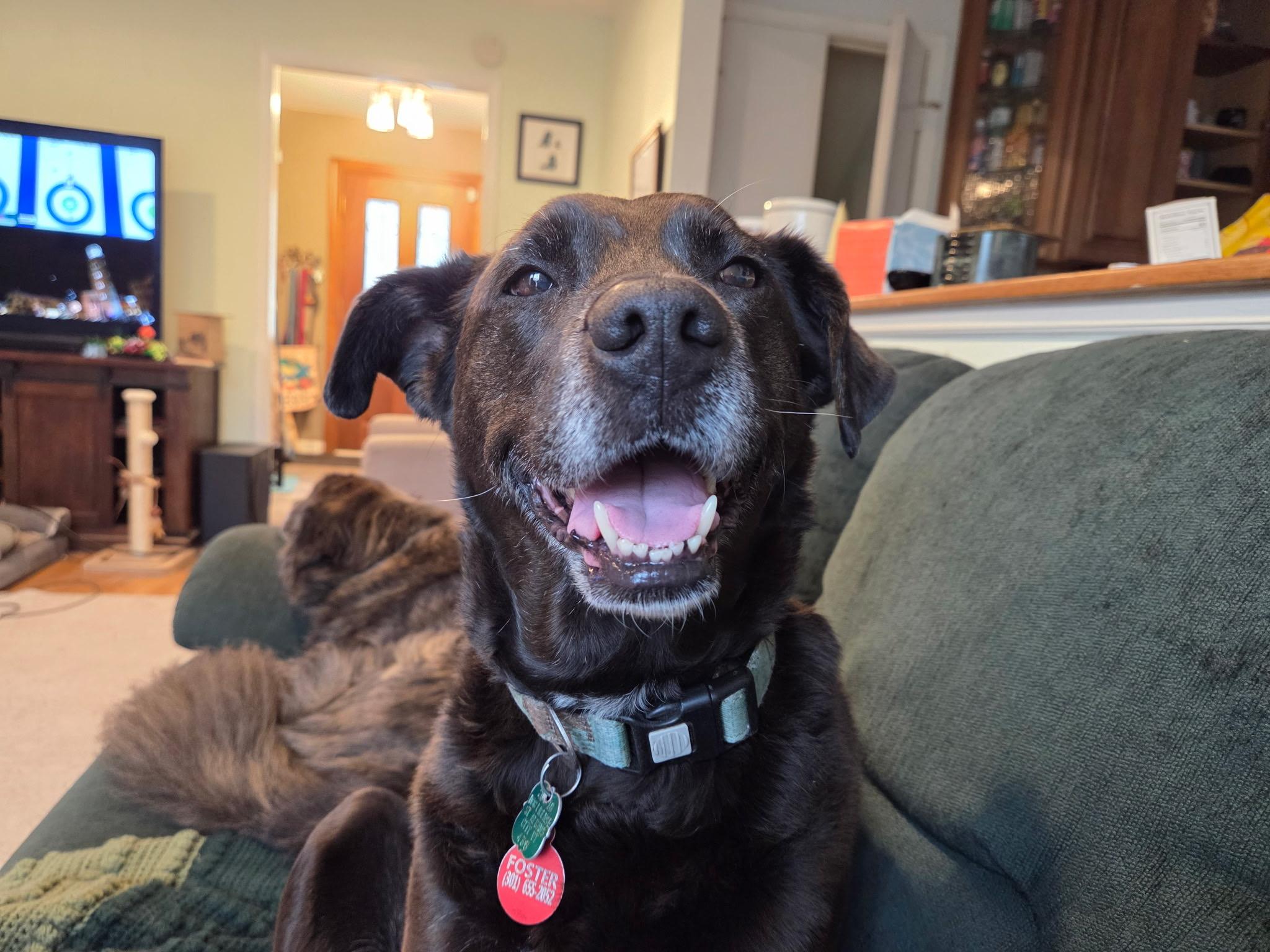 Enlarge Sonny, a ADOPTABLE Labrador Retriever in POTOMAC, MD image 2/6