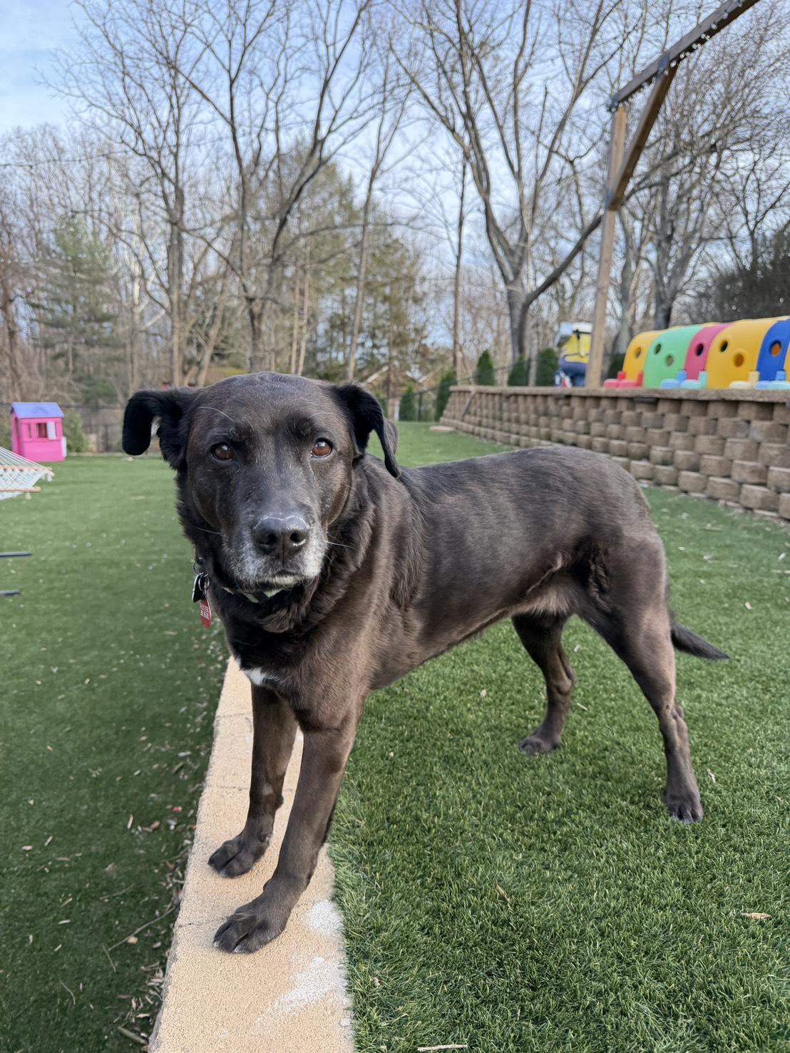 Enlarge Sonny, a ADOPTABLE Labrador Retriever in POTOMAC, MD image 3/6