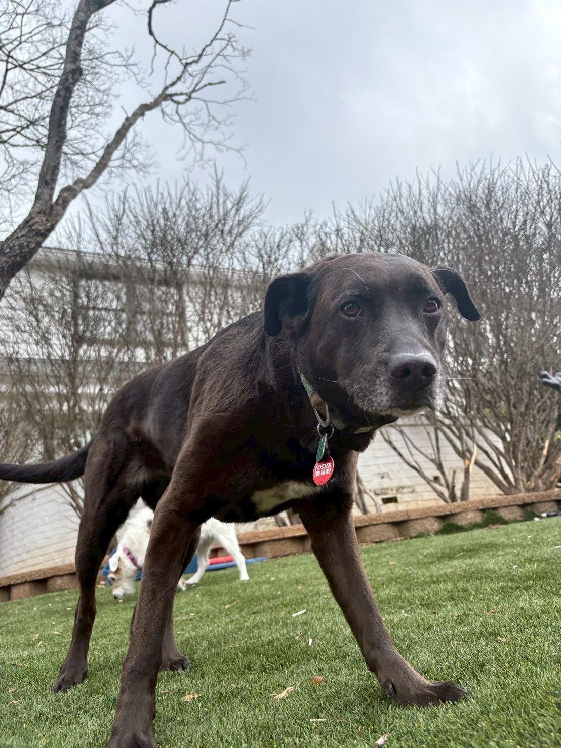 Enlarge Sonny, a ADOPTABLE Labrador Retriever in POTOMAC, MD image 5/6