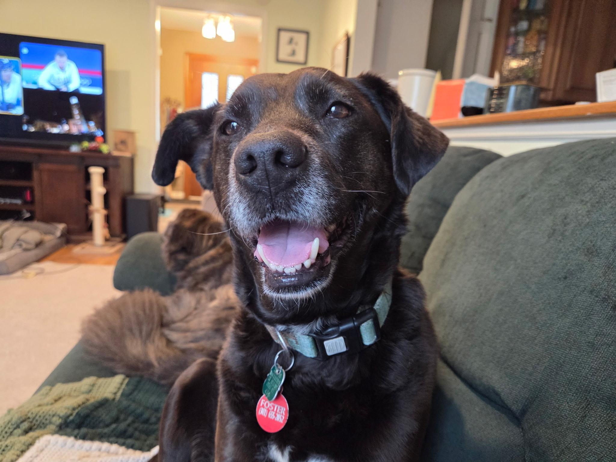 Sonny, ADOPTABLE, Senior Female Labrador Retriever.