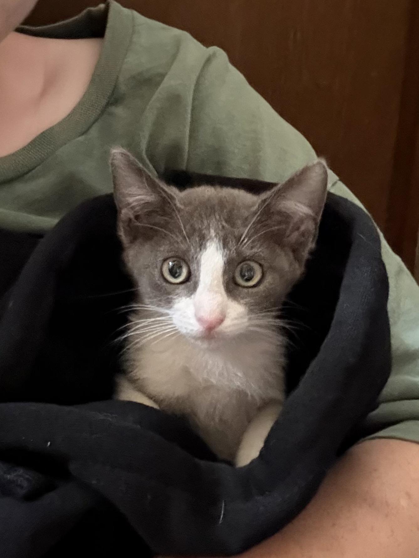 Flee, ADOPTABLE, Kitten Female Domestic Short Hair.