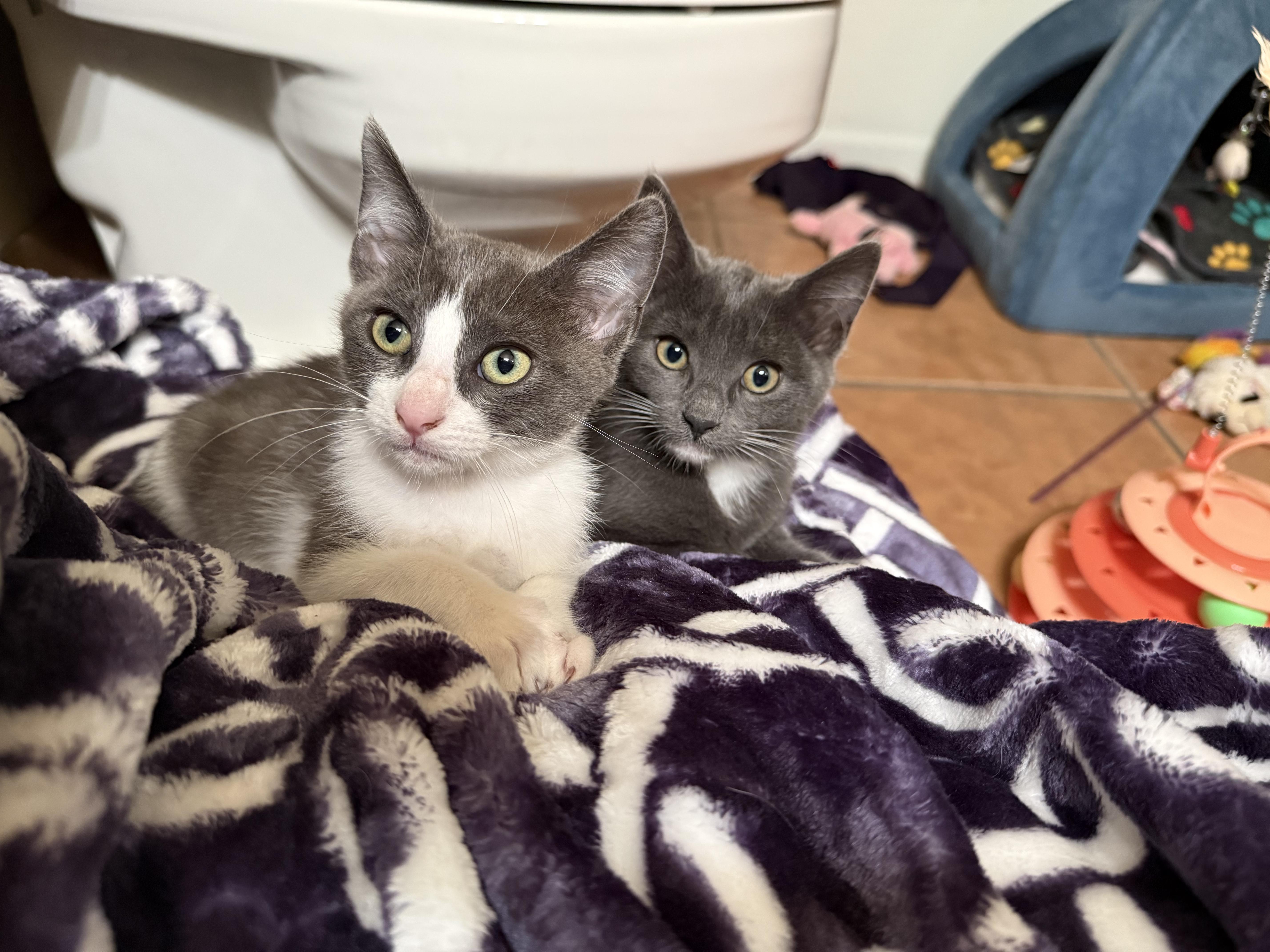 Enlarge Flee, a ADOPTABLE Domestic Short Hair in Peoria, AZ image 4/5