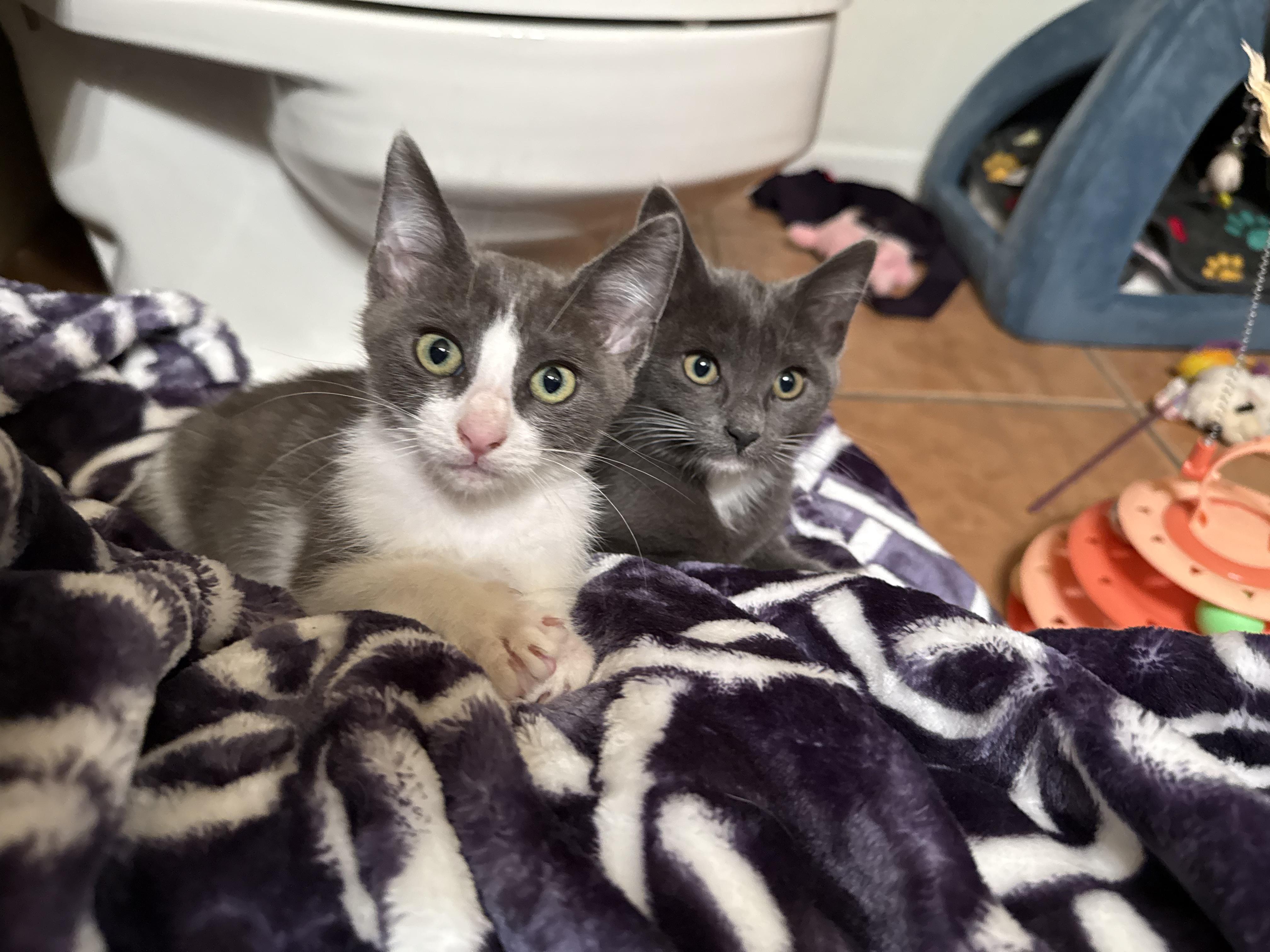 Enlarge Flee, a ADOPTABLE Domestic Short Hair in Peoria, AZ image 5/5