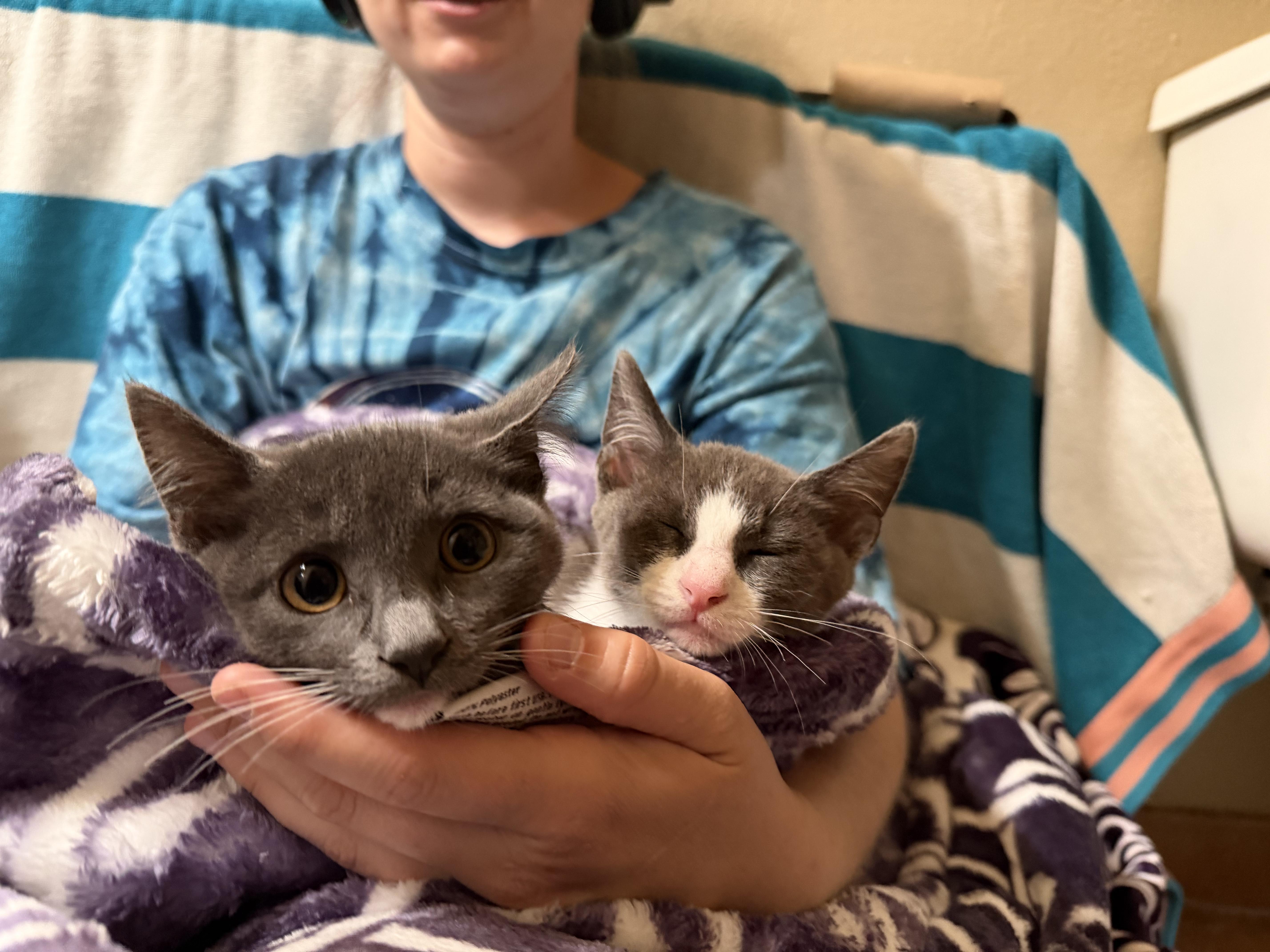 Enlarge Flee, a ADOPTABLE Domestic Short Hair in Peoria, AZ image 3/5