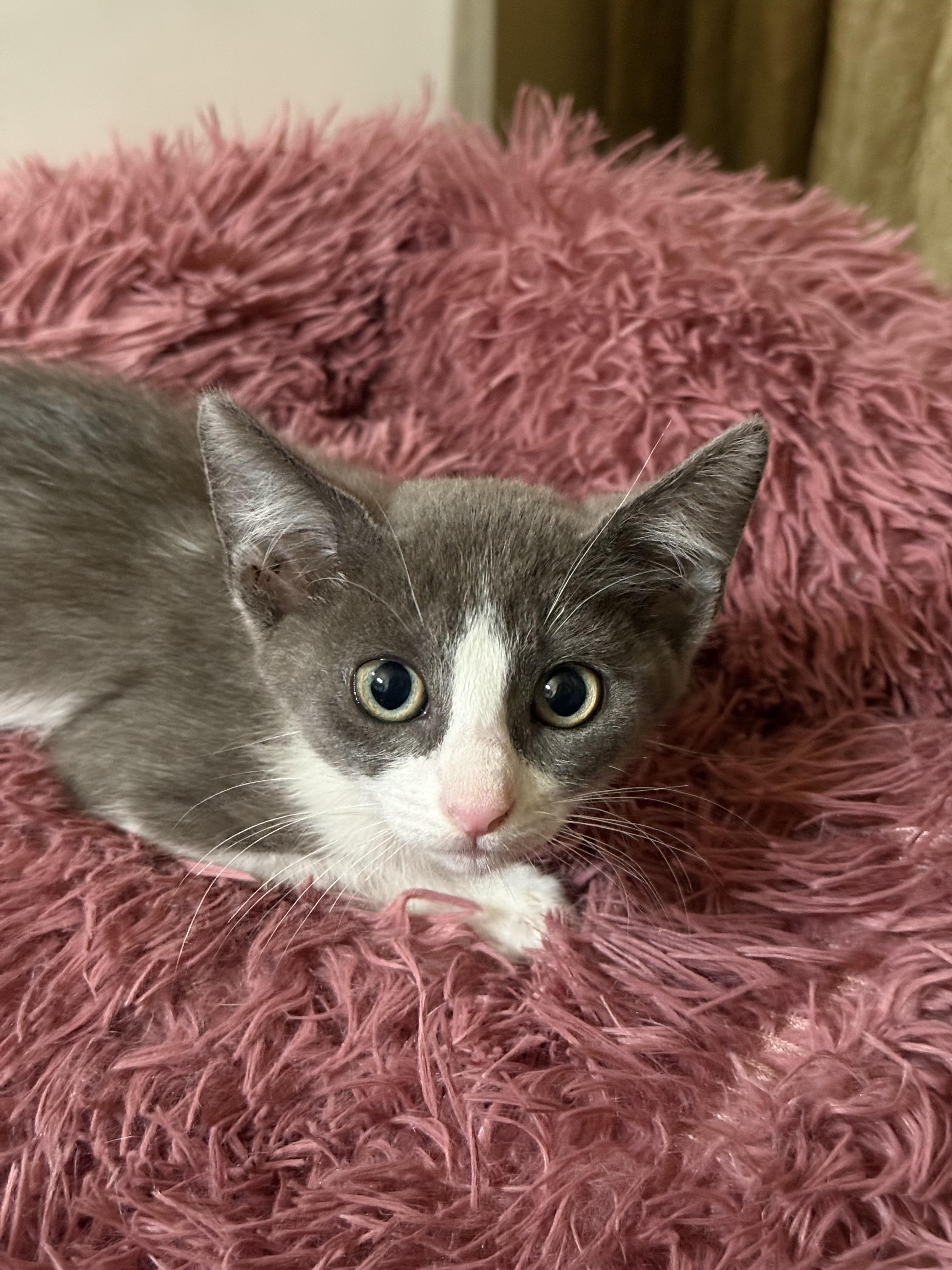 Enlarge Flee, a ADOPTABLE Domestic Short Hair in Peoria, AZ image 2/5
