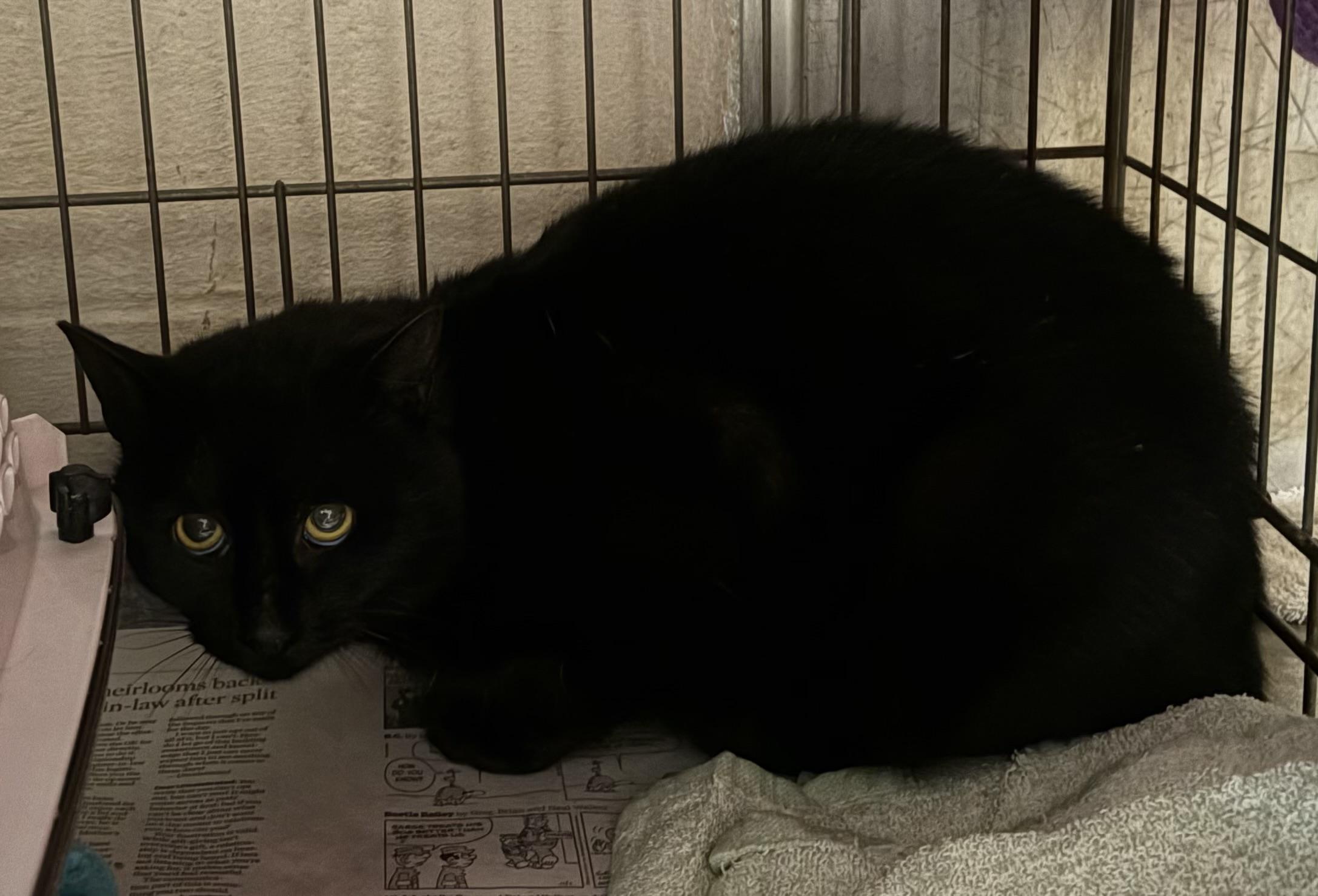 Dudley *BARN CAT*, ADOPTABLE, Young Male Domestic Short Hair.