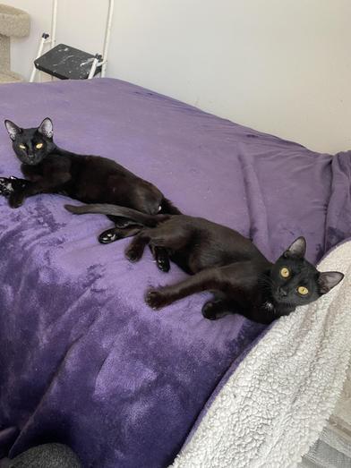 Enlarge Luke, a Adoptable mixed breed in BOERNE, TX image 5/6