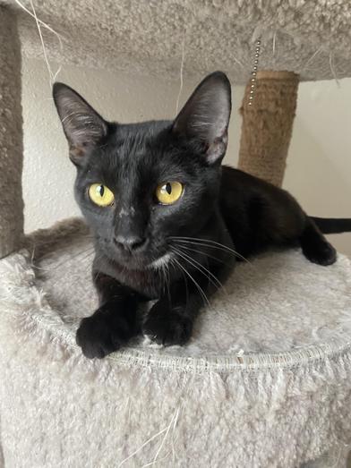 Enlarge Luke, a Adoptable mixed breed in BOERNE, TX image 2/6