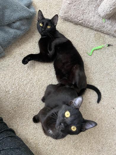 Enlarge Luke, a Adoptable mixed breed in BOERNE, TX image 6/6