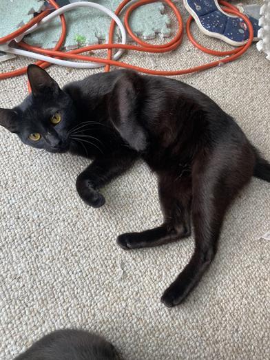 Enlarge Luke, a Adoptable mixed breed in BOERNE, TX image 3/6