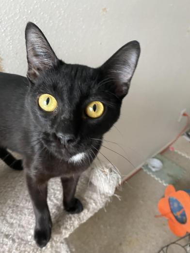 Enlarge Luke, a Adoptable mixed breed in BOERNE, TX image 4/6