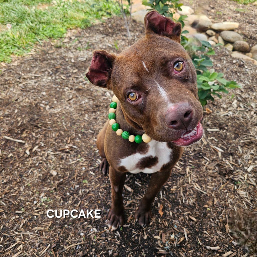 Enlarge Cupcake (Luna), a Adoptable mixed breed in Madisonville, TN image 2/6