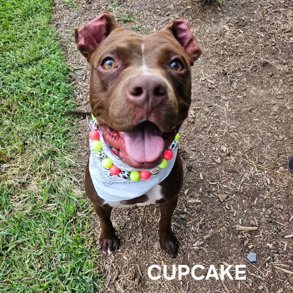Enlarge Cupcake (Luna), a Adoptable mixed breed in Madisonville, TN image 4/6