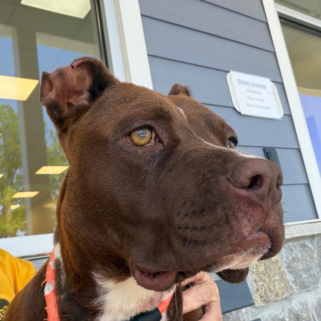 Enlarge Cupcake (Luna), a Adoptable mixed breed in Madisonville, TN image 5/6