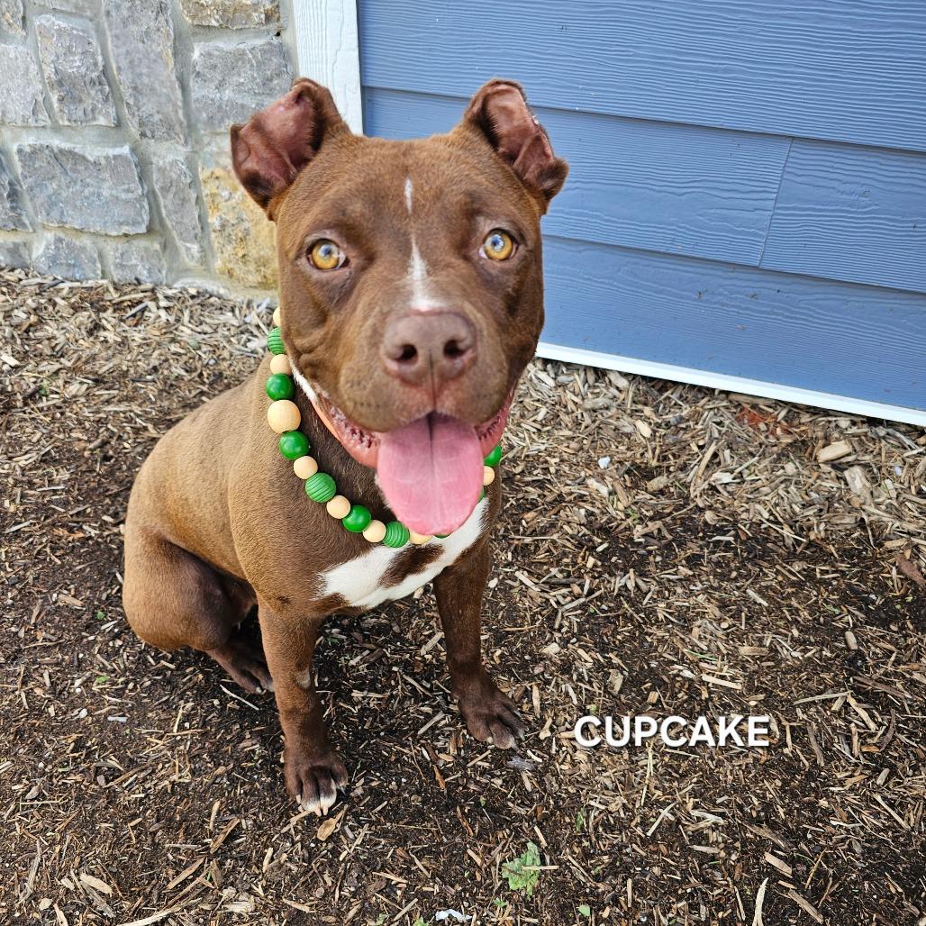 Enlarge Cupcake (Luna), a Adoptable mixed breed in Madisonville, TN image 6/6