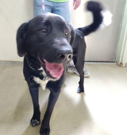 Vi, Adoptable, Young Female Labrador Retriever & Siberian Husky.