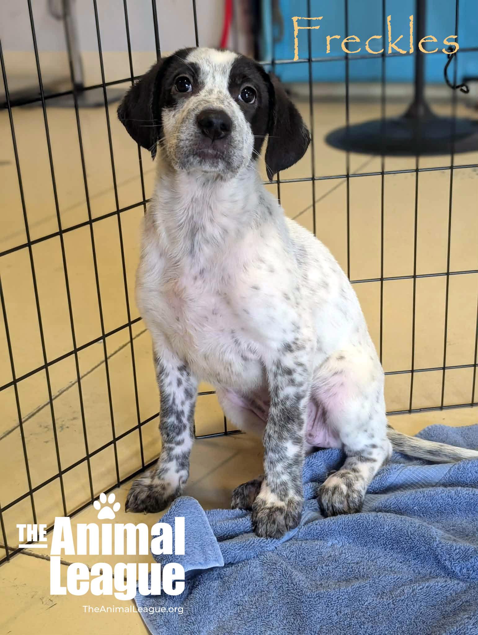 Enlarge Freckles, a Adoptable mixed breed in Groveland, FL image 4/6
