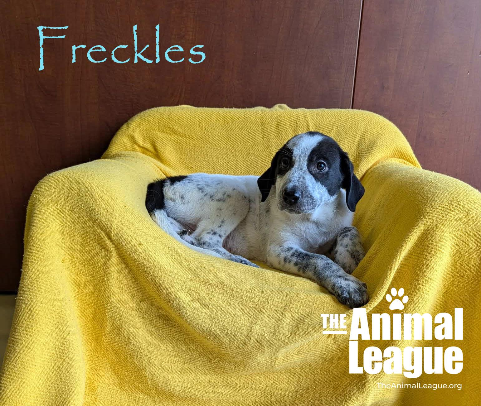 Enlarge Freckles, a Adoptable mixed breed in Groveland, FL image 6/6