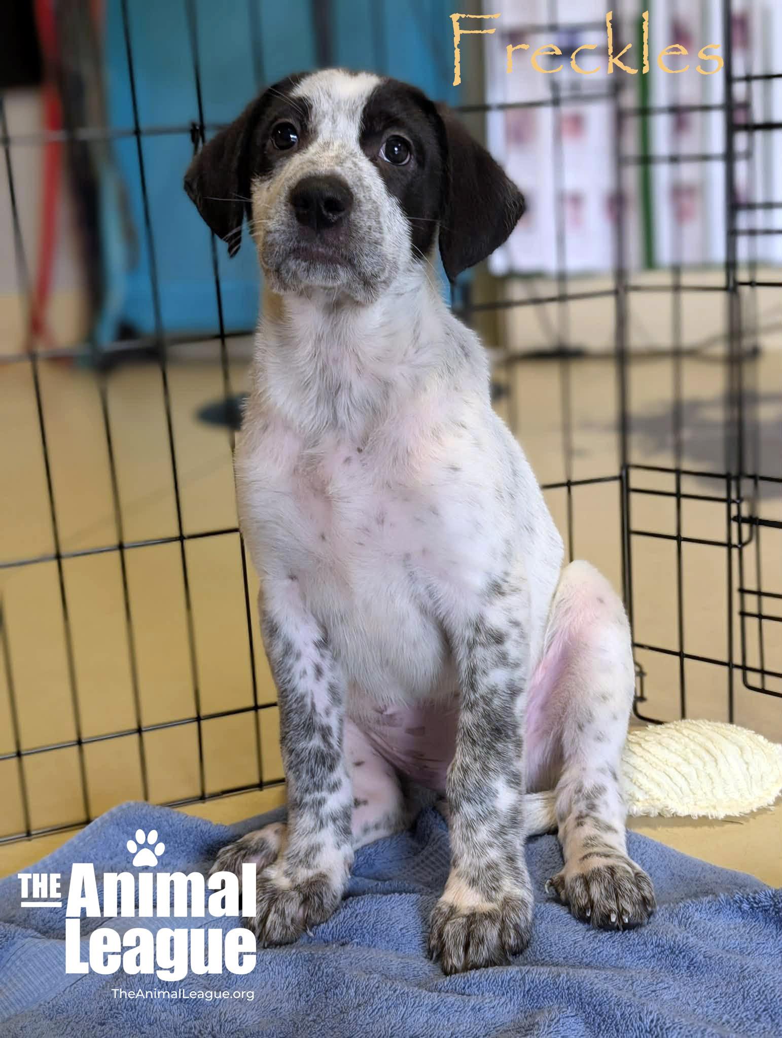 Enlarge Freckles, a Adoptable mixed breed in Groveland, FL image 2/6