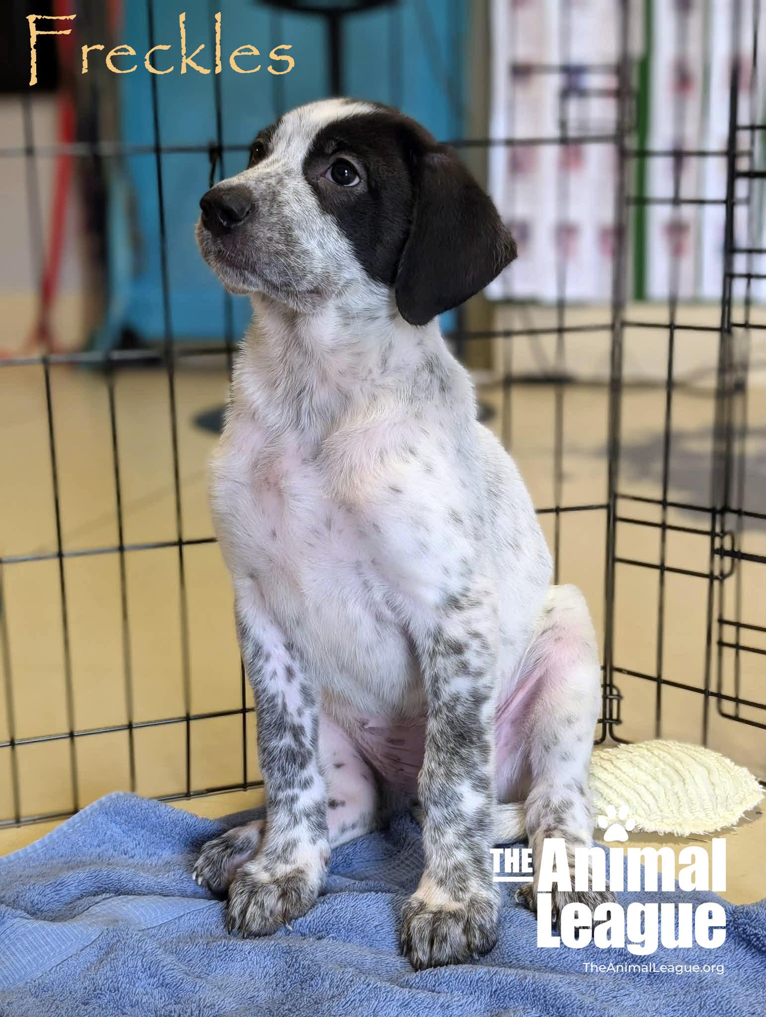 Enlarge Freckles, a Adoptable mixed breed in Groveland, FL image 3/6