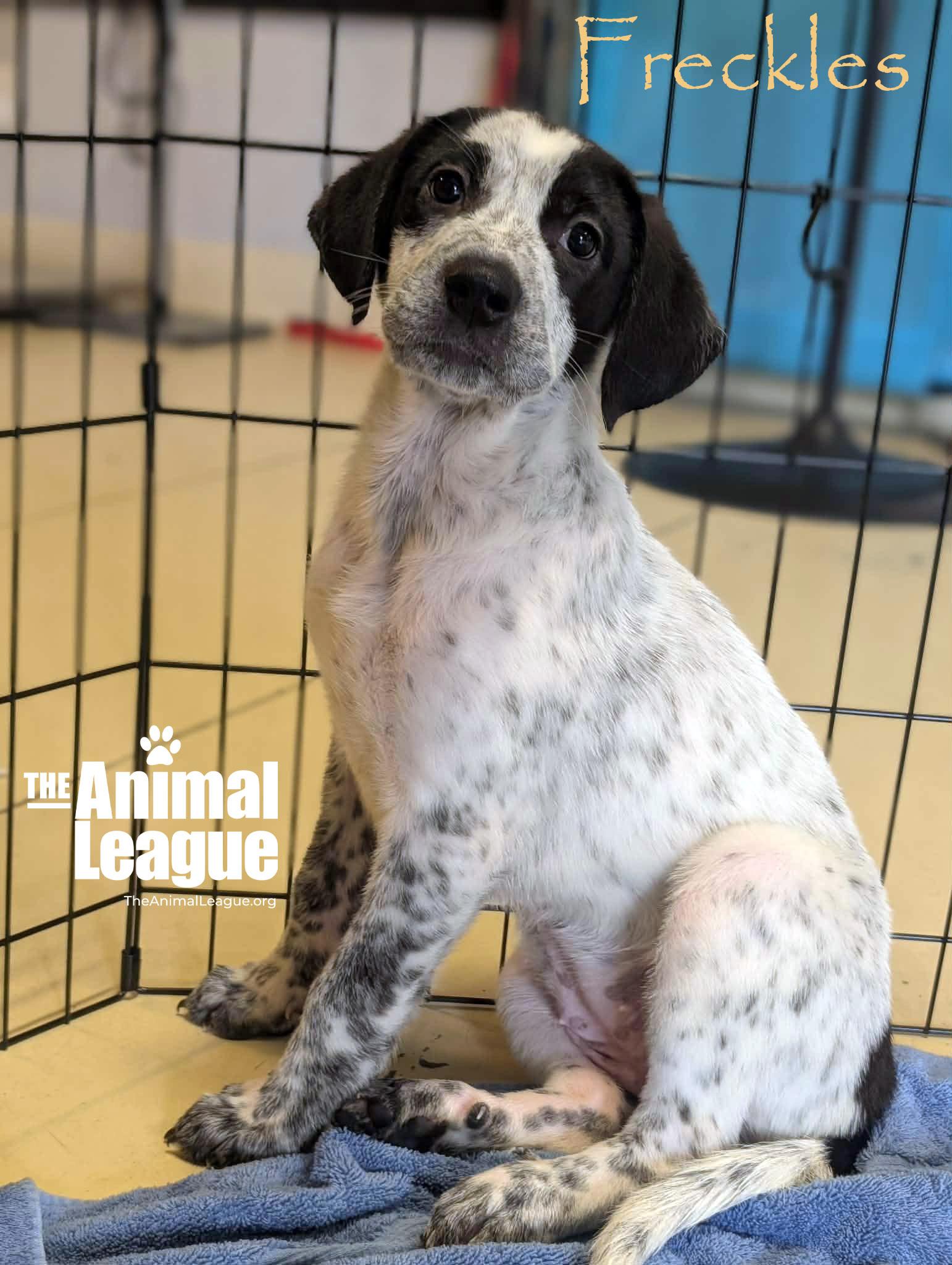 Freckles, Adoptable, Puppy Female Labrador Retriever.